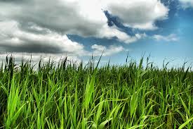 Why, Government, here is some convenient long grass